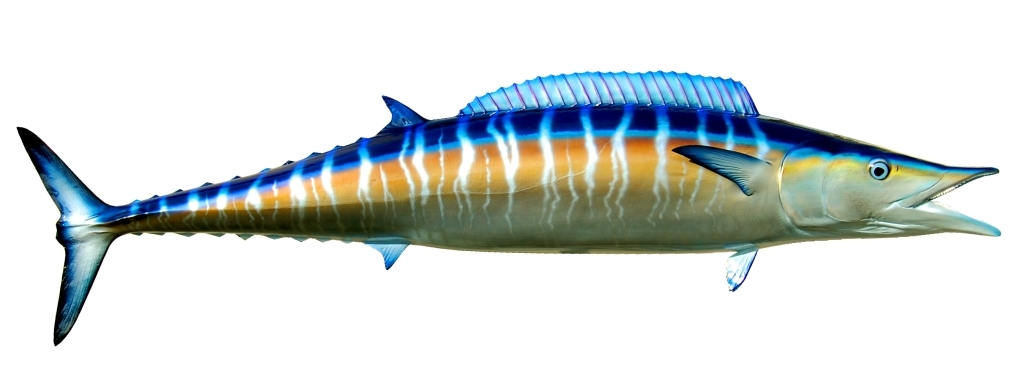 Wahoo