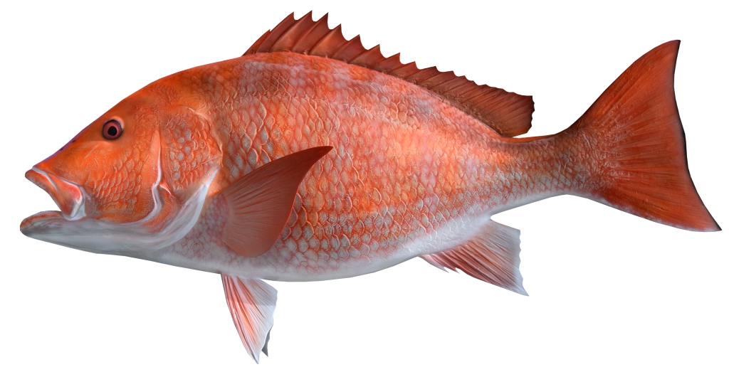 Snapper