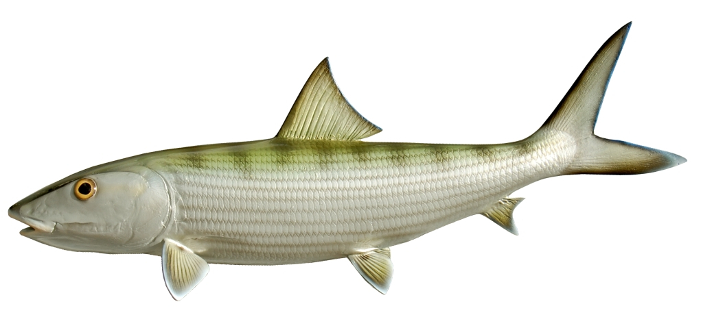 Bonefish