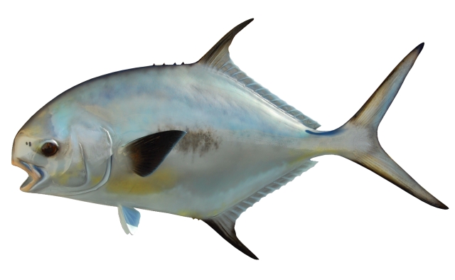 Permit