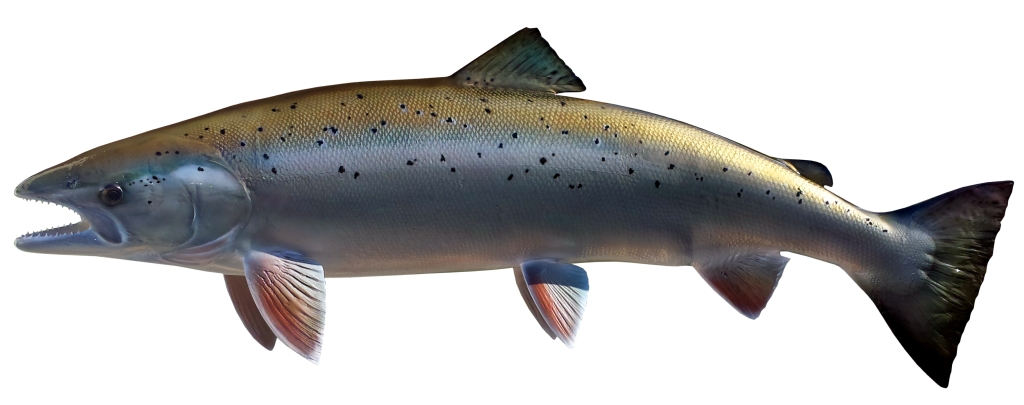 Salmon
