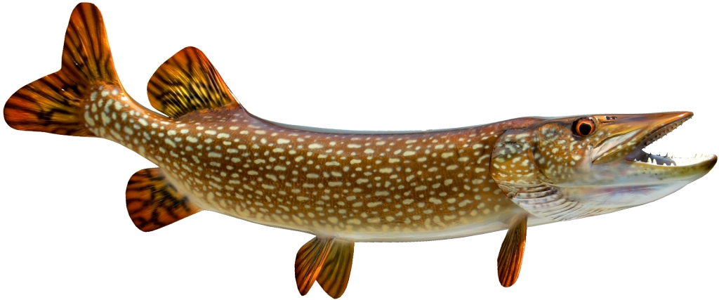 Pike