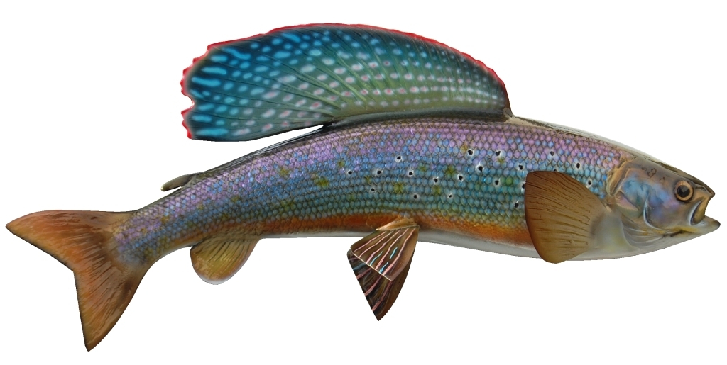Grayling