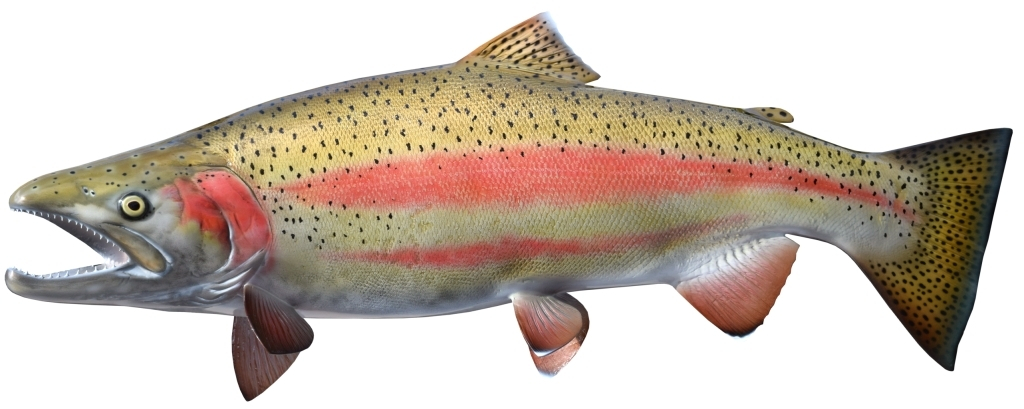 Steelhead