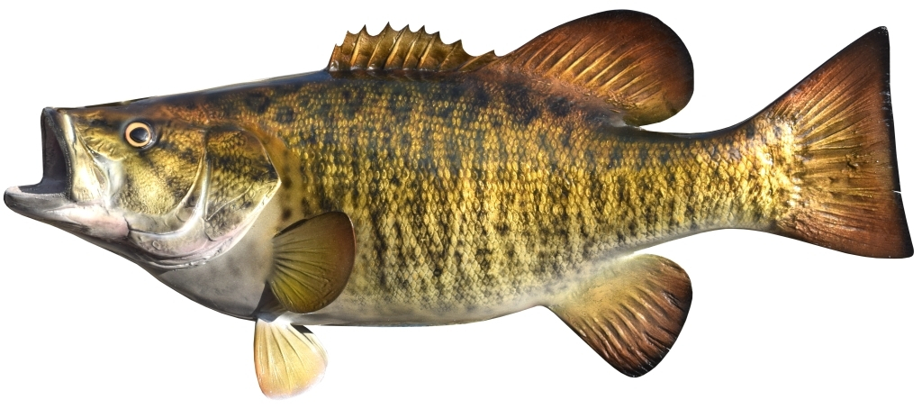 Bass