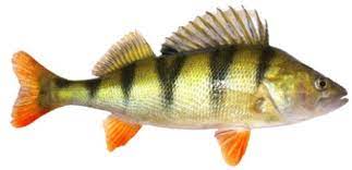 Perch