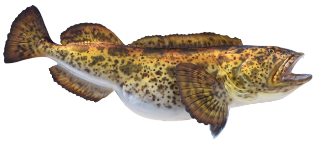 Cod