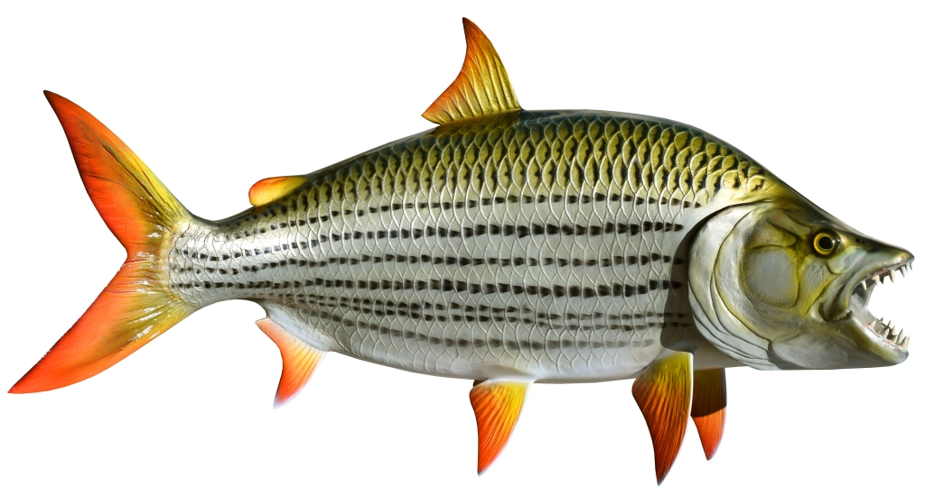Tiger Fish